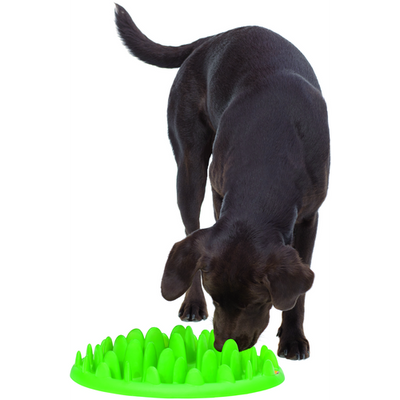 Green MINI Slow Feeder 29 x 22.5 x 7 cm - MyStetho Veterinary