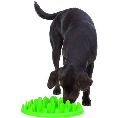 Green Slow Feeder 40 x 30 x 10 cm - MyStetho Veterinary